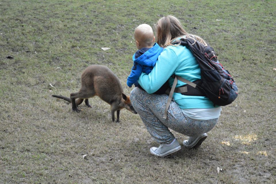 Kangaroo's voeden in Australië