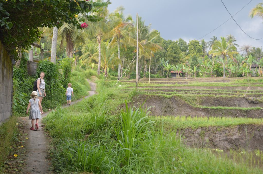 rijstvelden in Indonesië