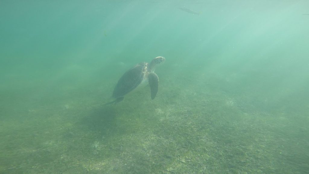 Mexico: Strand en zeeschildpadden in Akumal met kinderen