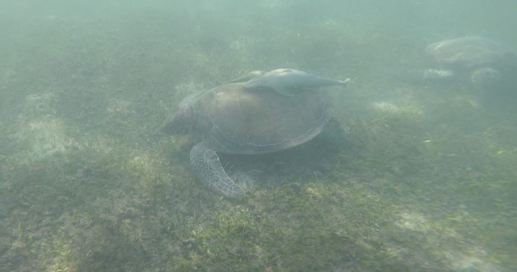 Mexico: Strand en zeeschildpadden in Akumal met kinderen