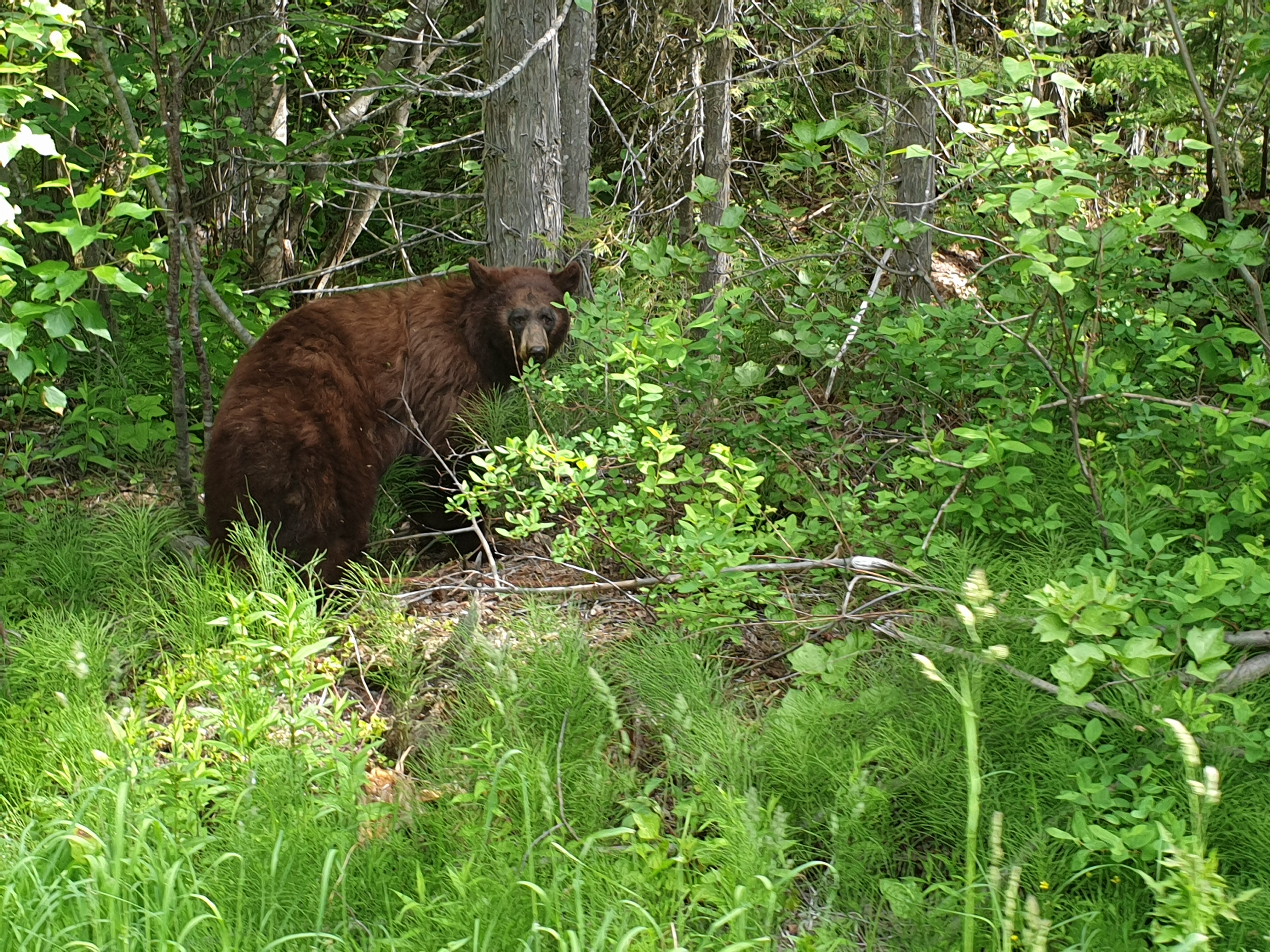 beren spotten in Canada