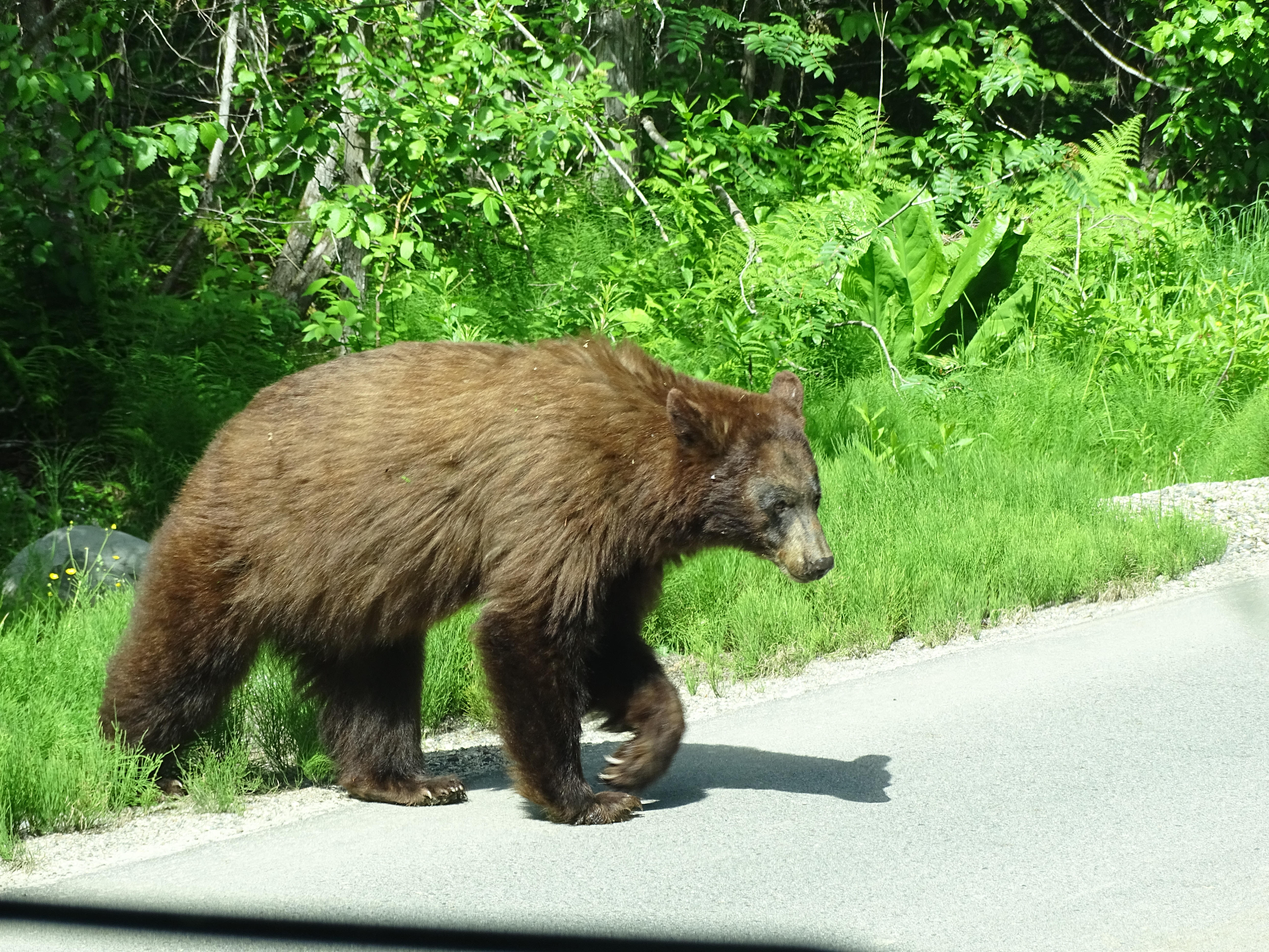 beren op de weg in Canada