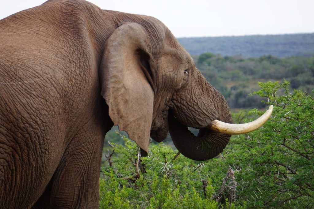 Olifanten in Zuid- Afrika