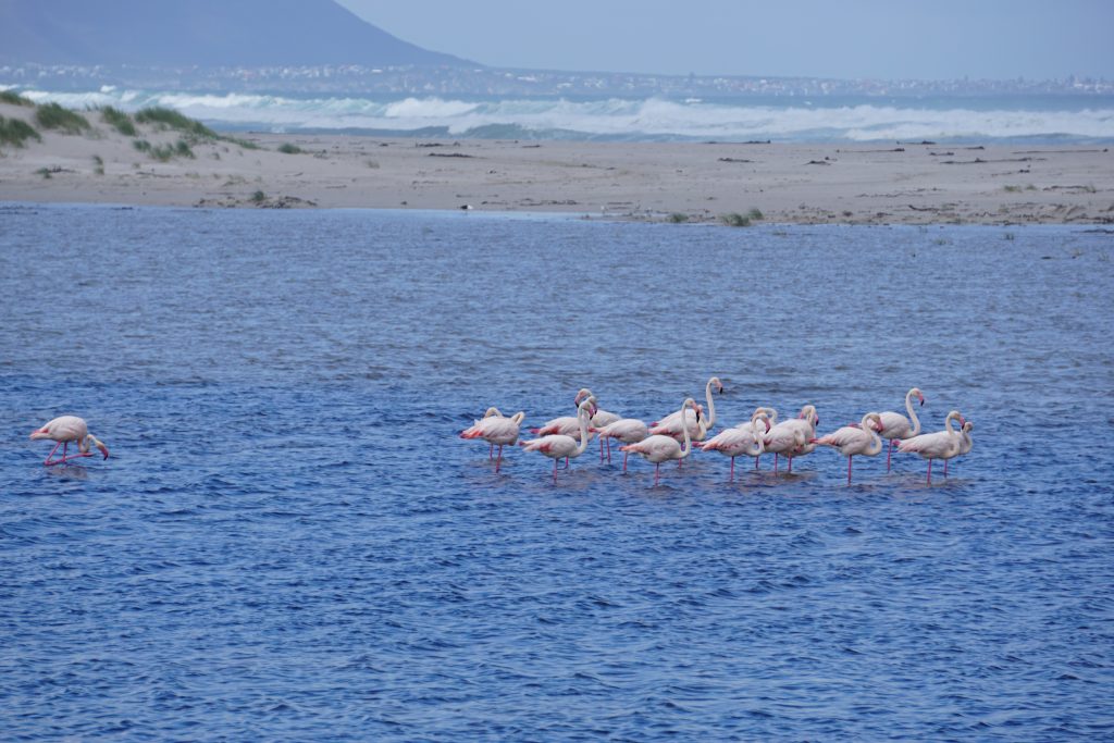 Flamingo's bij Hermanus
