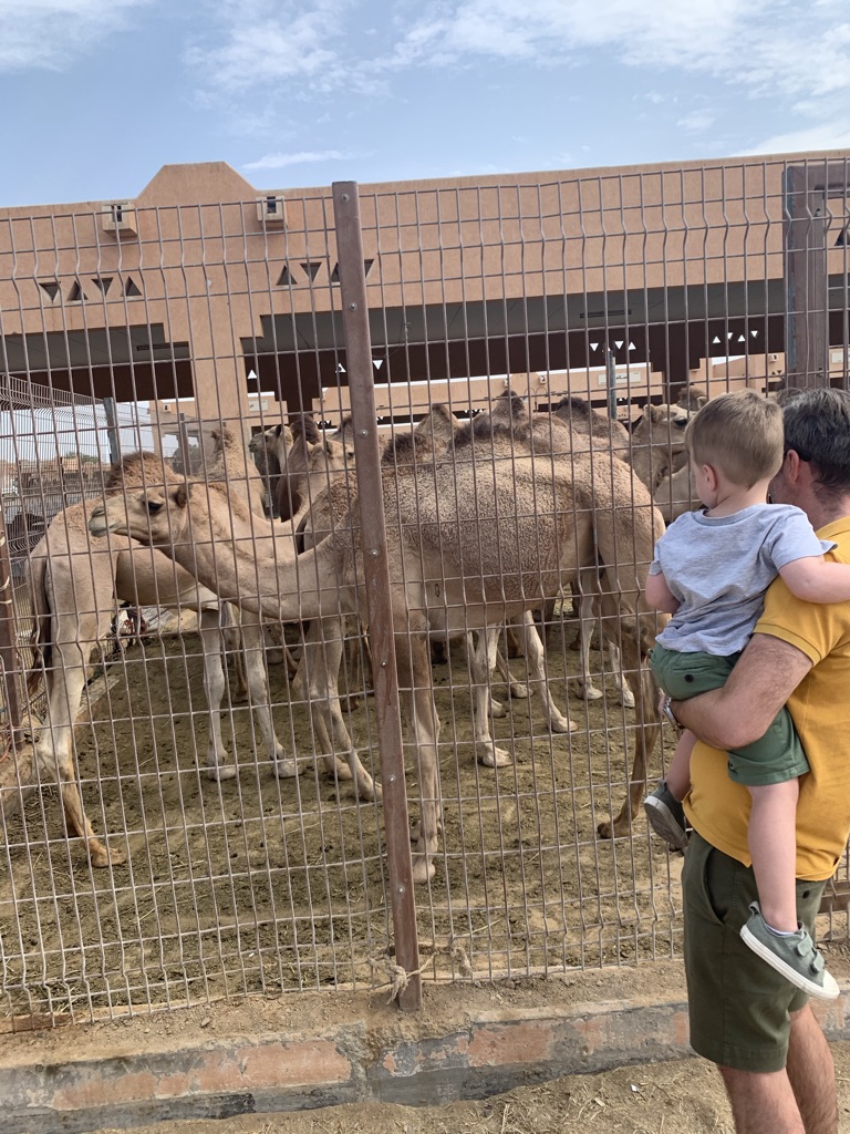 Kamelenmarkt Al Ain 