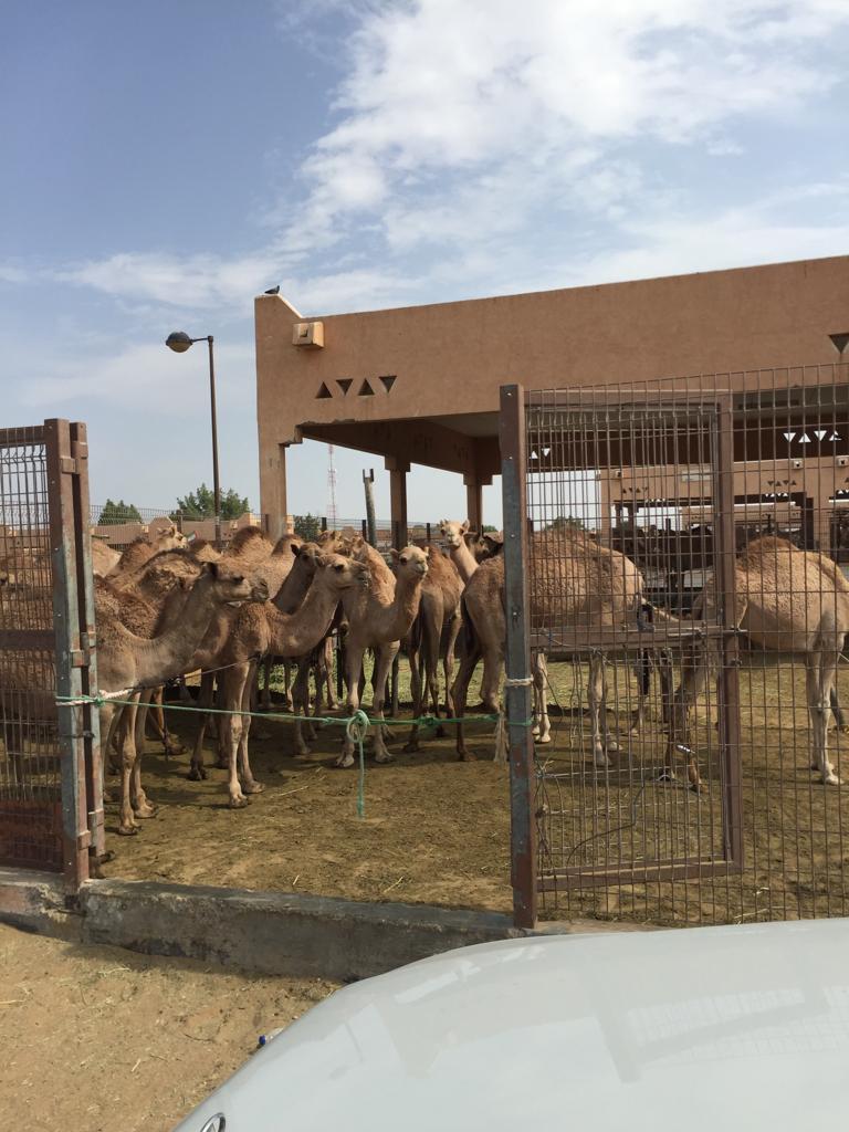 Kamelenmarkt Al Ain 