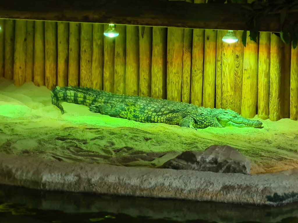 Krokodil Aquazoo