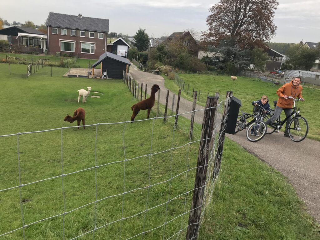 knuffelen met alpaca's omgeving Rotterdam