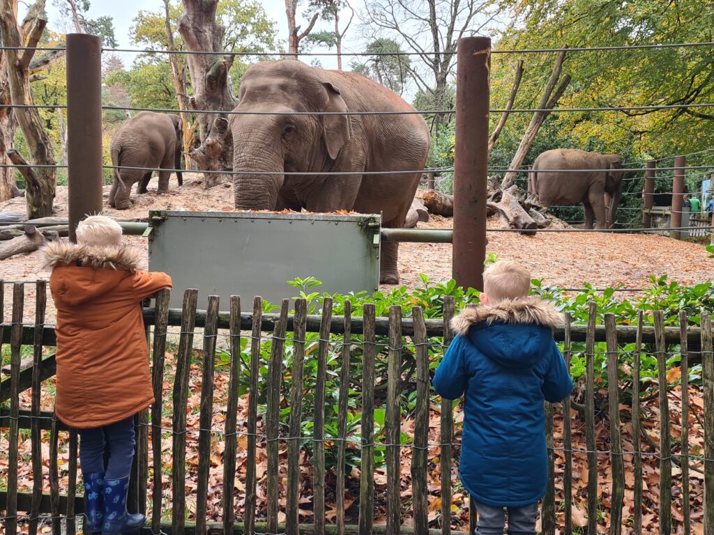 olifanten dierentuin Amersfoort