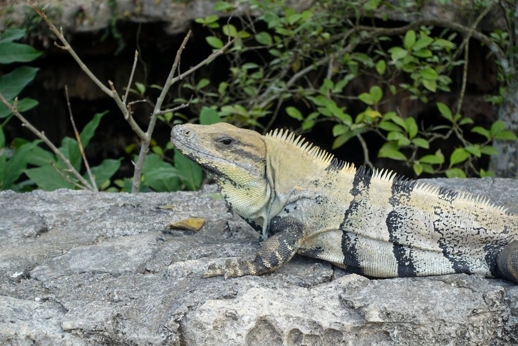 Cenote Oxman